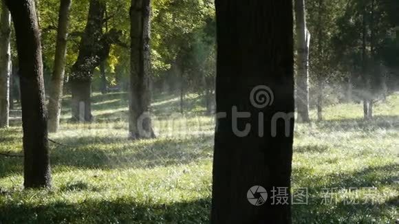 草地喷水在树干森林，阳光在草坪背景。