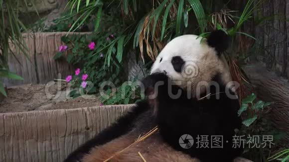 动物园吃竹子的大熊猫猫尾草视频