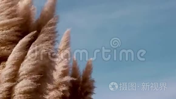芦苇植物在大自然中视频