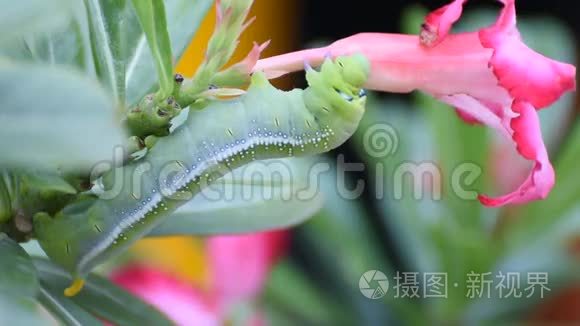 蛾幼虫或毛虫吃杜鹃花