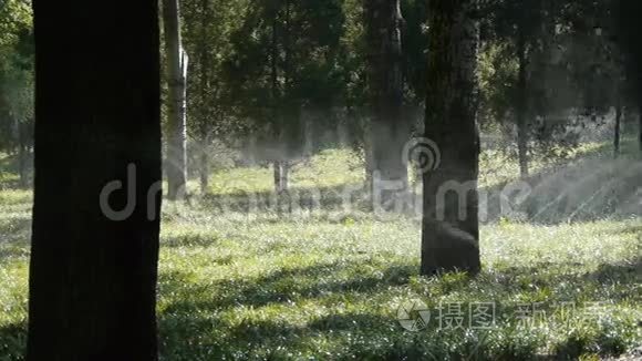 草地喷水在树干森林，阳光在草坪背景。