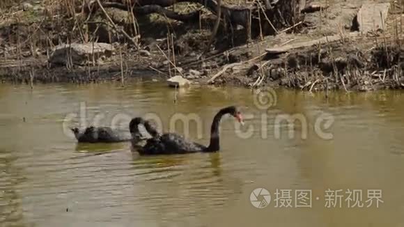 两只黑天鹅在池塘里游泳视频