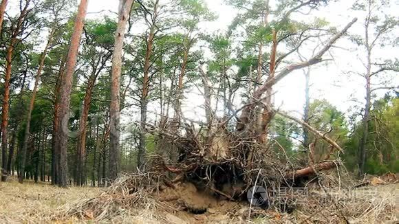 野生森林松景观自然干根视频