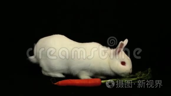 小白兔在胡萝卜周围嗅嗅