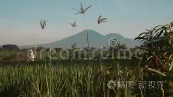 以巴图尔火山为背景的苍谷稻田视频