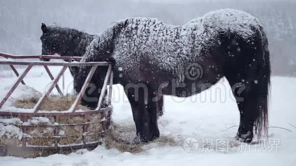 冬季暴风雪时马吃干草视频