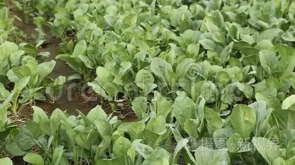 中国甘蓝蔬菜花园背景视频