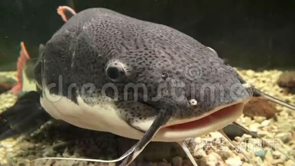 大型鱼鳞鱼漂浮在水族馆中视频