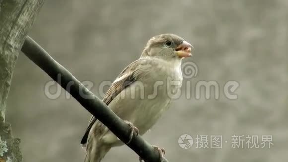 麻雀咀嚼谷物鸟视频