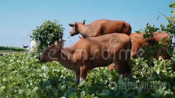 巴厘岛班腾奶牛吃草视频
