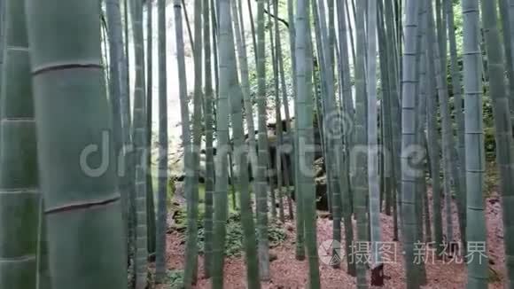 镰仓竹林惊人的广角景观