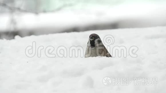 冬天吃种子的麻雀视频