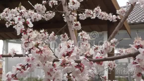 杏花开在花园里.