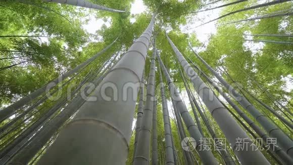 镰仓竹林惊人的广角景观视频