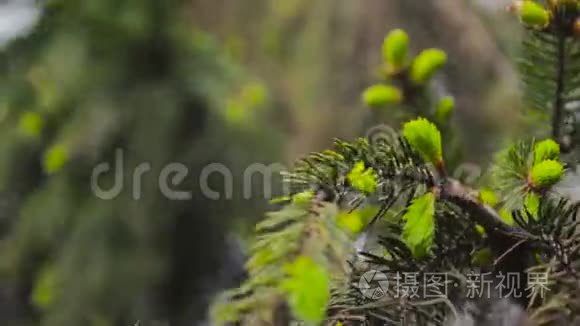 傍晚的喀尔巴阡山景观视频