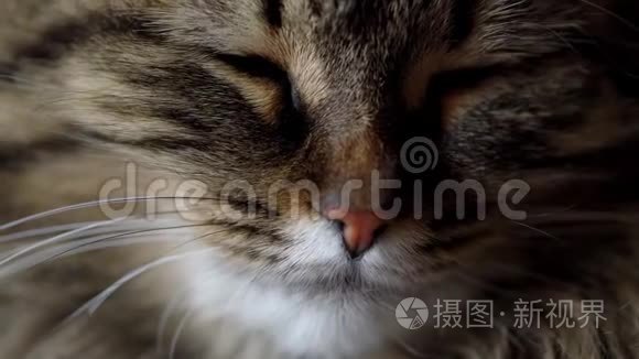 一只小猫的可爱口吻闭上嘴视频