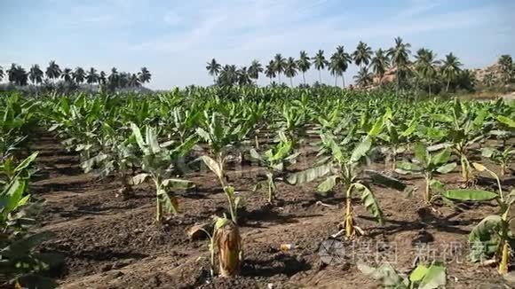 印度夏季的香蕉田视频