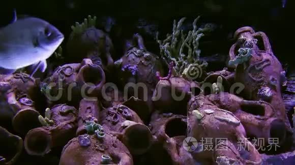 水族馆的蓝色冒险鱼视频