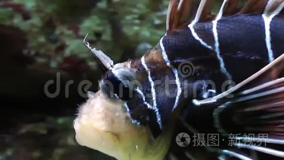 水族馆的蓝色冒险鱼