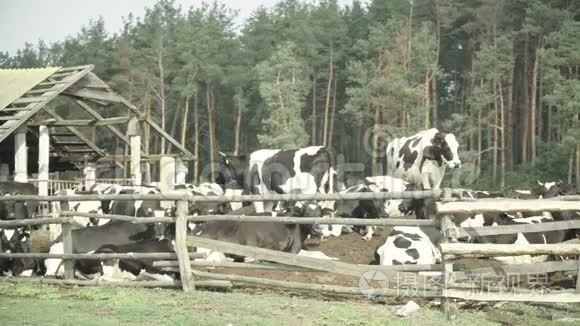牧场上的奶牛视频