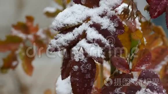 深秋黄叶上的雪视频