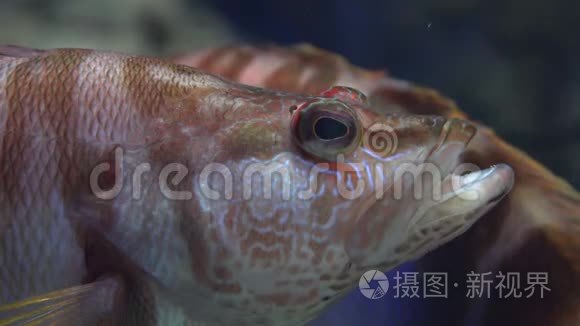 海底的一种鱼类野生动物视频