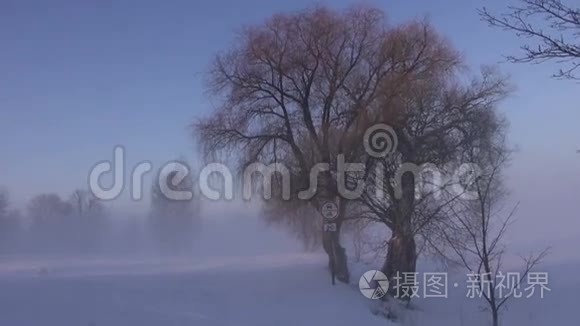 冬季公园的路标和美丽的雾视频