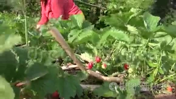 老园长女在成熟的浆果中除草视频