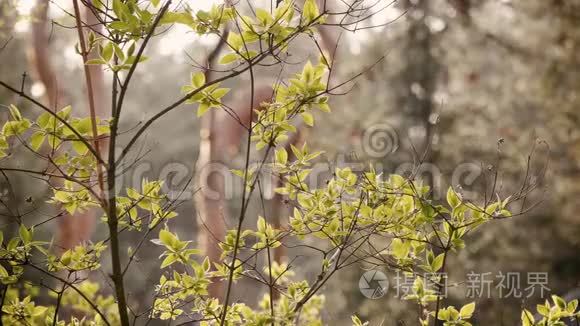 春天的树在森林背景上叶子视频