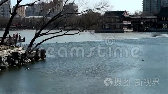 一家人来到码头看龙潭湖的鸭鹅视频
