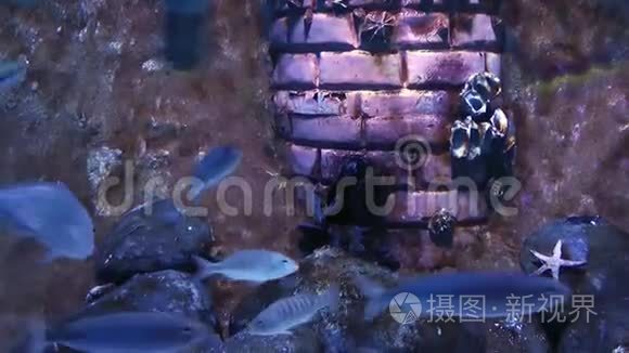 水族馆的蓝色冒险鱼视频