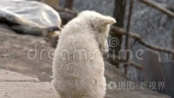 泰国流浪狗流浪狗