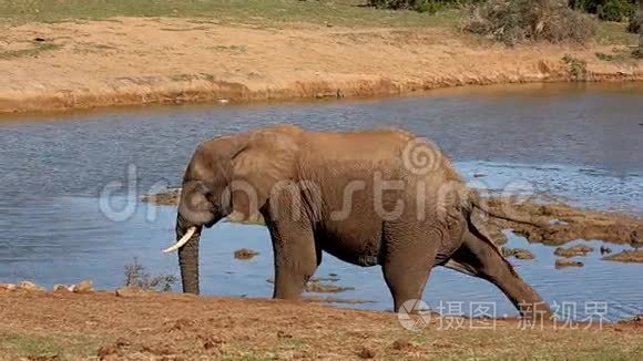 一头非洲大象在水洞里行走
