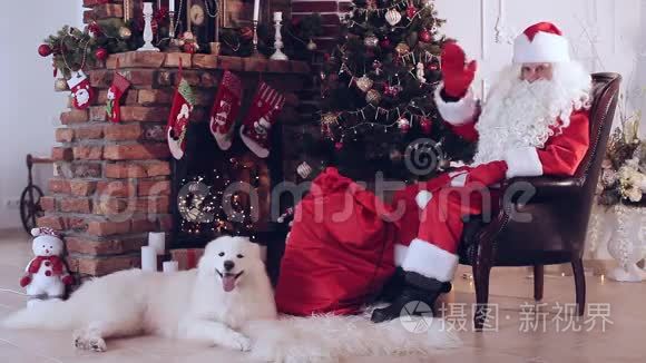 圣诞老人和狗坐在圣诞树附近