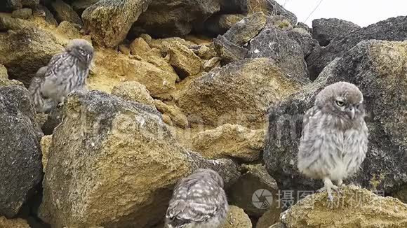 洞边的一只小猫头鹰视频