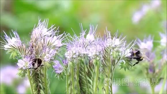 大黄蜂在紫色花丛中视频