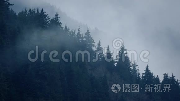 迷雾笼罩着野树视频