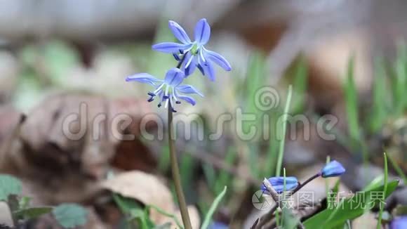 春天树林里的蓝色雪花