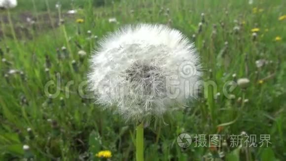 春蒲公英花头开花后种子视频