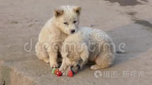 泰国流浪狗、流浪狗