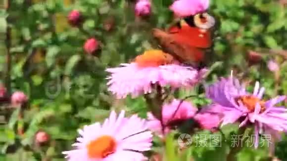 蝴蝶在美丽的红色星体上视频