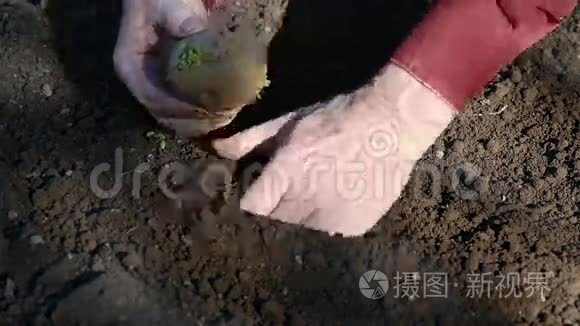这位老人亲手种植土豆视频
