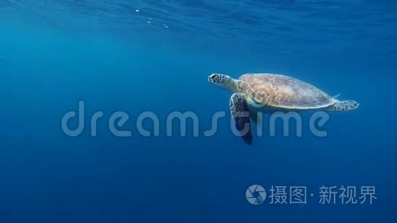 鸟在呼吸中缓慢运动