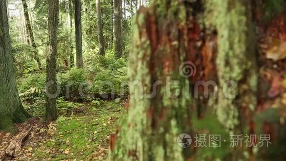 多莉拍摄了太平洋西北雨林码头视频