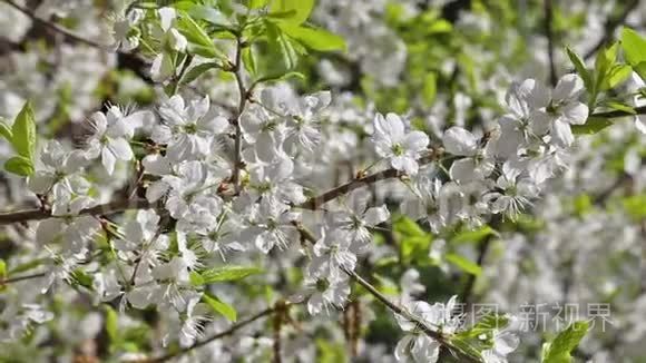 樱花盛开的花园花卉公园春天视频