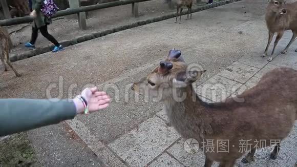 日本奈良鹿视频