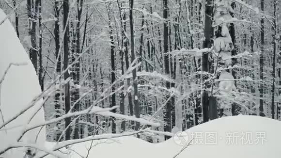 从四架直升机上拍摄自然森林视频