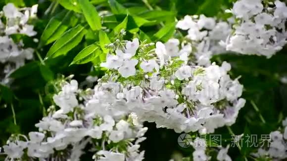 夏天下雨的白视频