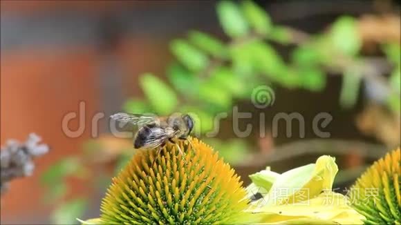 黄色花朵上的蜜蜂特写视频