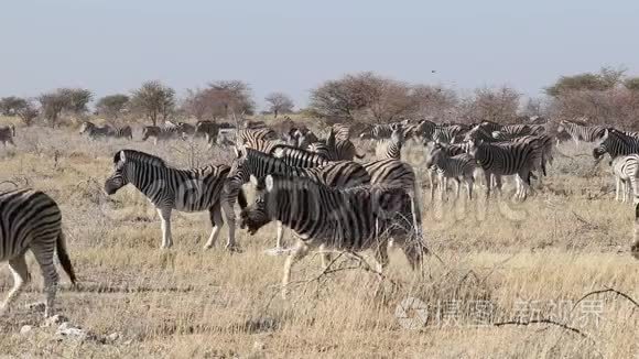 平原斑马群-Etosha